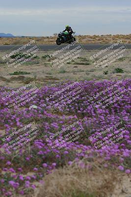 media/Jan-14-2023-SoCal Trackdays (Sat) [[497694156f]]/Turn 14 Exit Bloomig (145pm)/